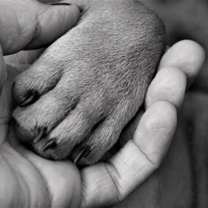 Communication Animale et soin à domicile ( rayon de 20 km)